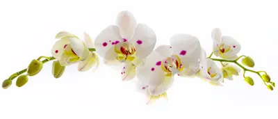 Victory-Dent Gabinet Dentystyczny Anna Rudzka-Wiktor